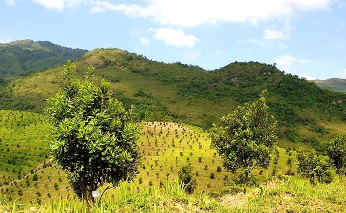 Điện Biên