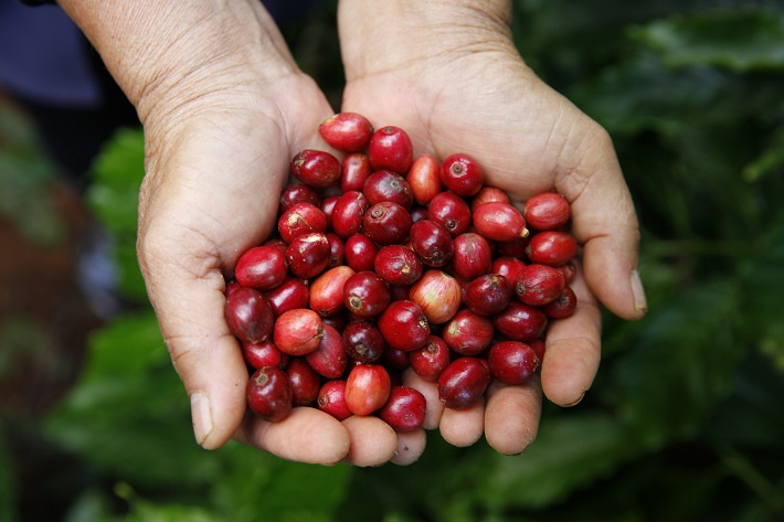 NESCAFÉ Plan 2030
