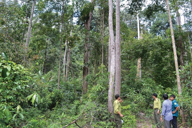 dịch vụ môi trường rừng