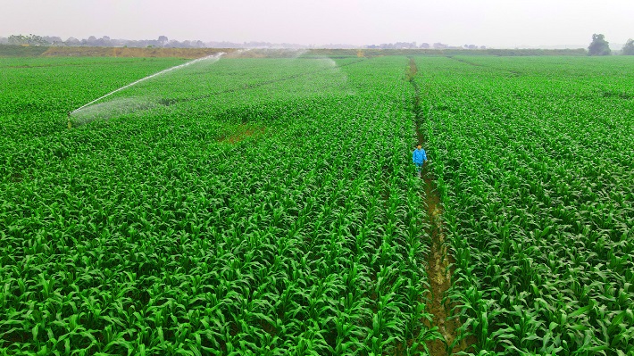 Các cánh đồng cỏ, bắp xanh tươi bạt ngàn được chăm sóc  với nguồn phân bón từ chất thải đàn bò đã qua xử lý Biogas