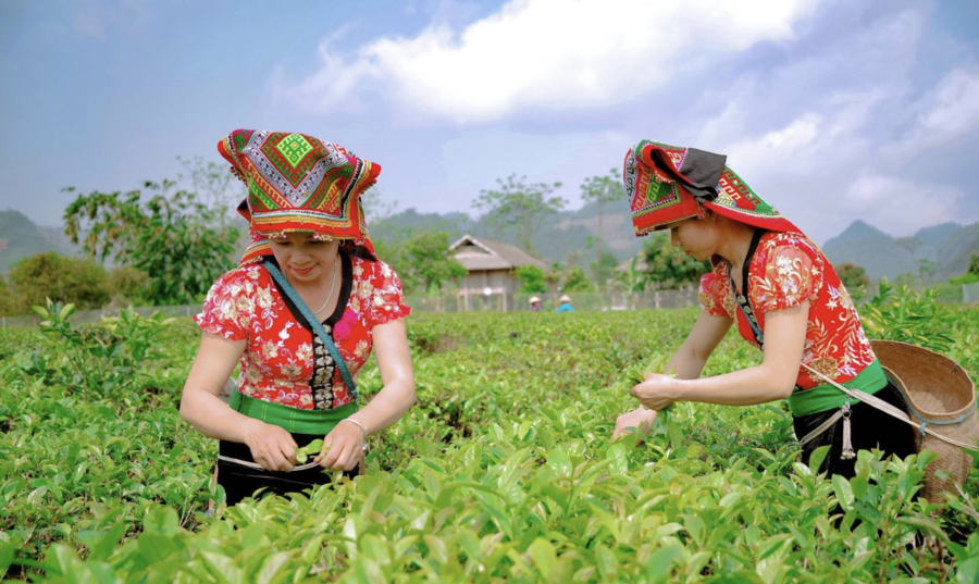 Bảo hộ chỉ dẫn địa lý cho sản phẩm chè