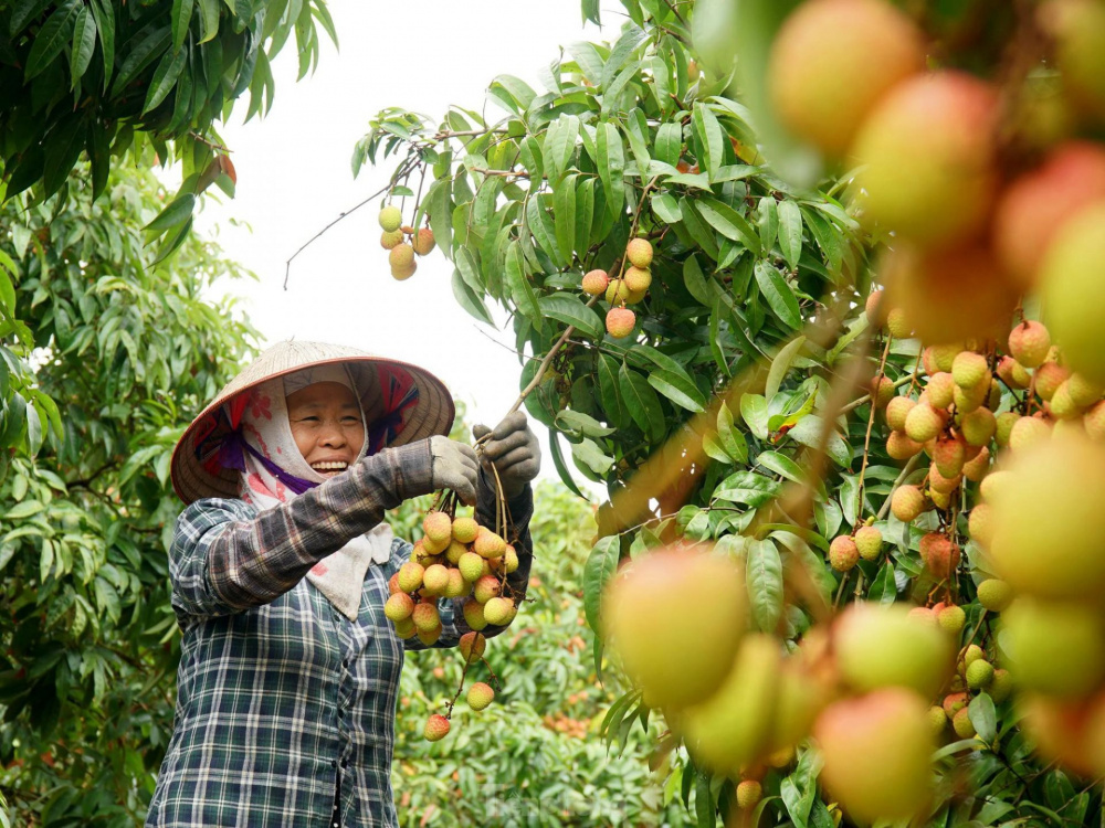 Cwin com sòng bạc trực tuyến vải thiều