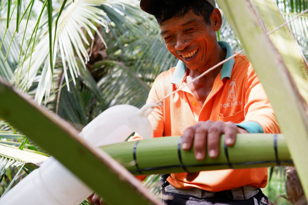Nông dân thu mật hoa dừa