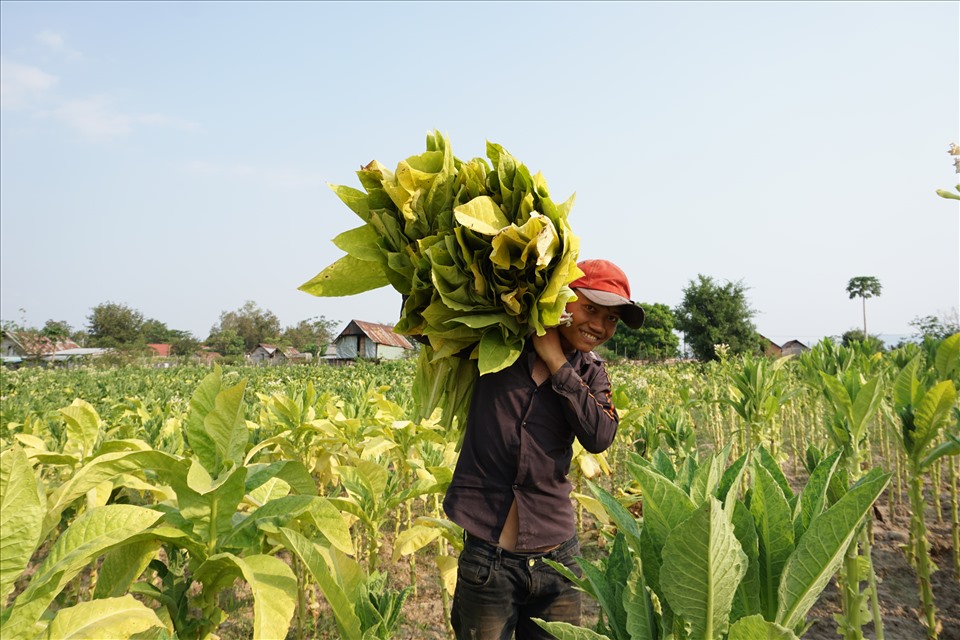 Thương hiệu thuốc lá Krông Pa