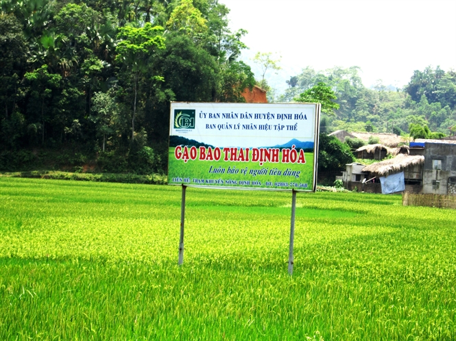 lua bao thai