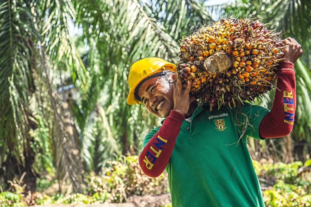 dầu cọ Malaysia