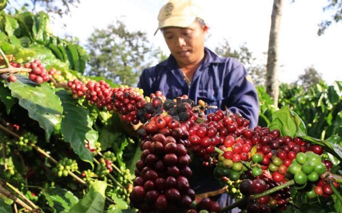 ca phe tay nguyen