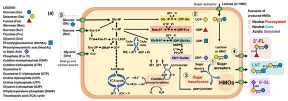 so-do-vi-khuan-e--coli-san-xuat-hmos