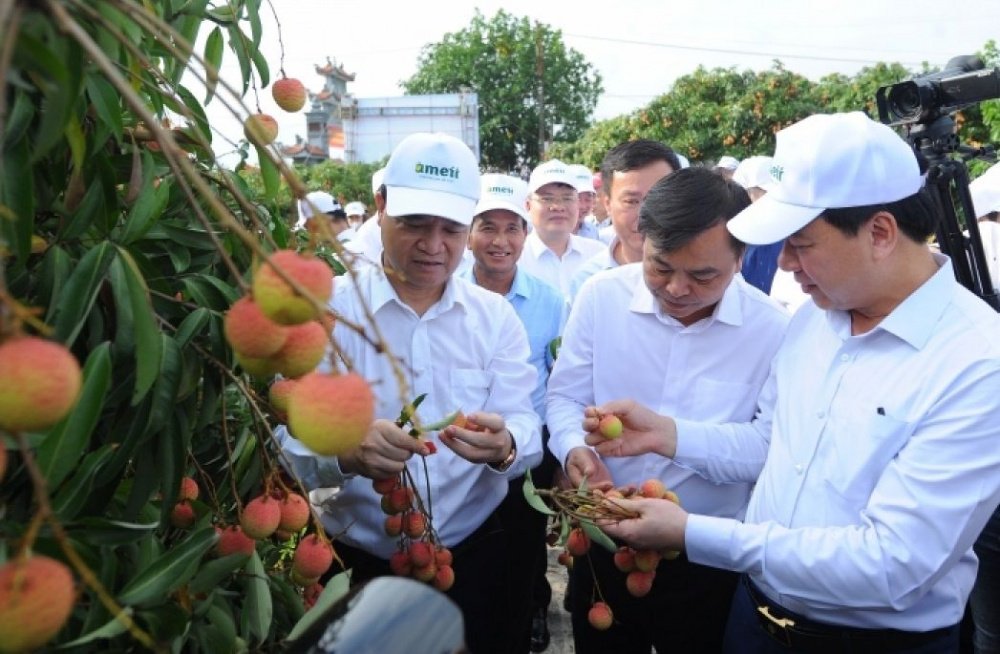hai duong 2
