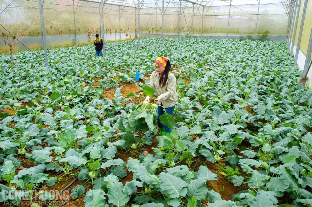 Mô hình kinh tế tuần hoàn góp phần quan trọng nâng cao chất lượng cuộc sống và khả năng chống chịu của người dân với biến đổi khí hậu