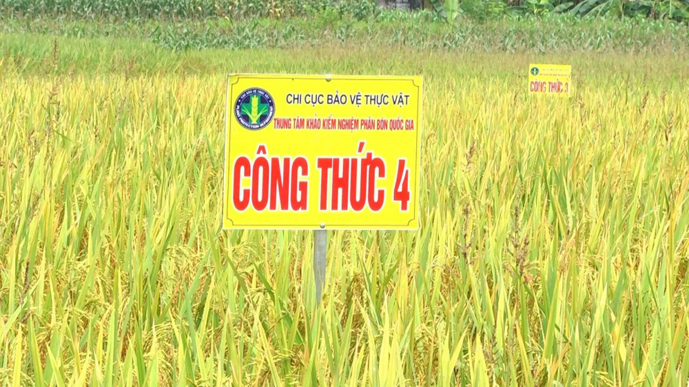 Ở công thức 4, dự tính khi thu hoạch được khoảng 270 kg/sào (360m2) (tương đương 75 tạ/ha), thân cây cứng, lá dày, khả năng chống đổ và chống chịu sâu bệnh hại tốt hơn so với công thức đối chứng tương đối rõ rệt