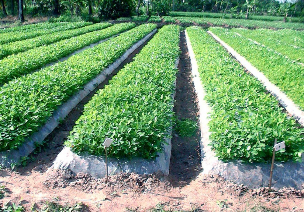 Phát triển ngành Dầu Việt Nam