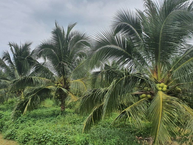 Phát triển ngành Dầu Việt Nam