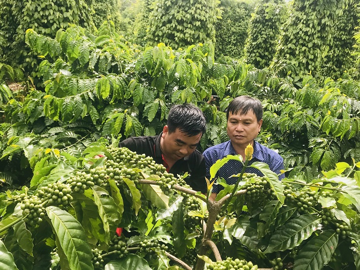 Hướng dẫn
