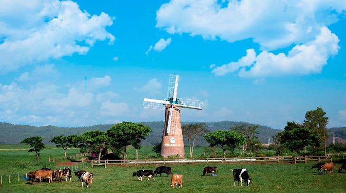 Trang trại bò sữa Vinamilk Organic Đà Lạt