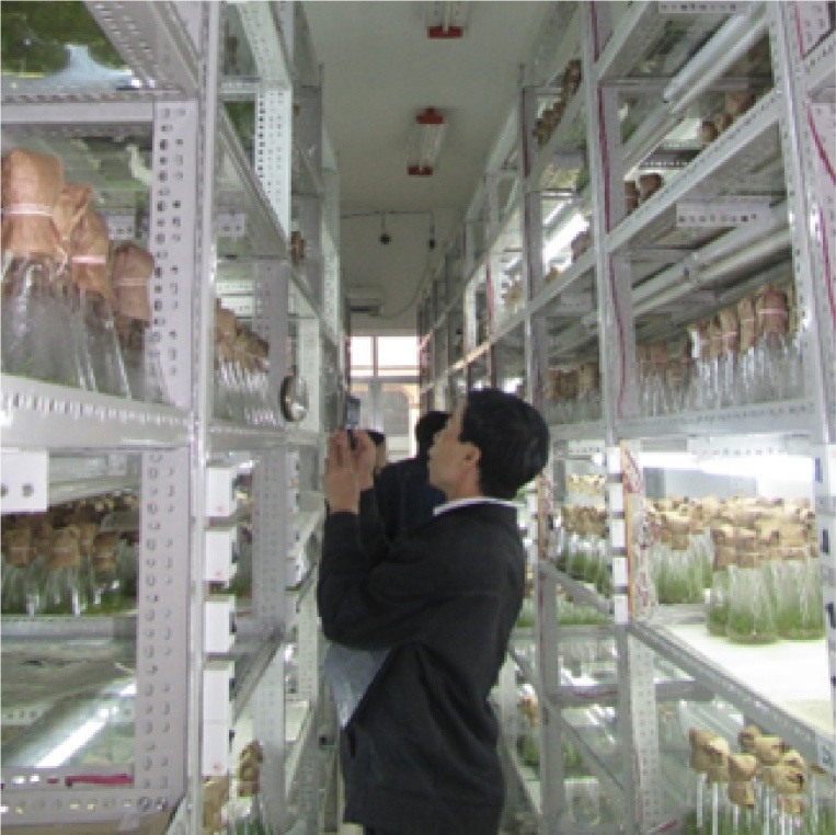 nuôi cây mô giống Bạch đàn