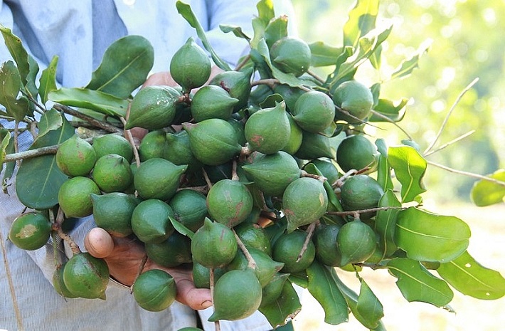 huyện Nậm Pồ