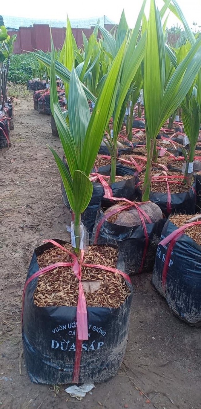 Nuôi cấy phôi dừa Sáp