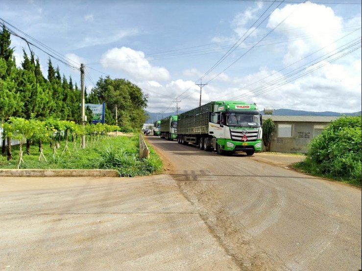 vận chuyển gia súc 