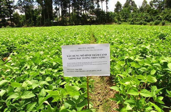 Viện Nghiên cứu Dầu và Cây có dầu