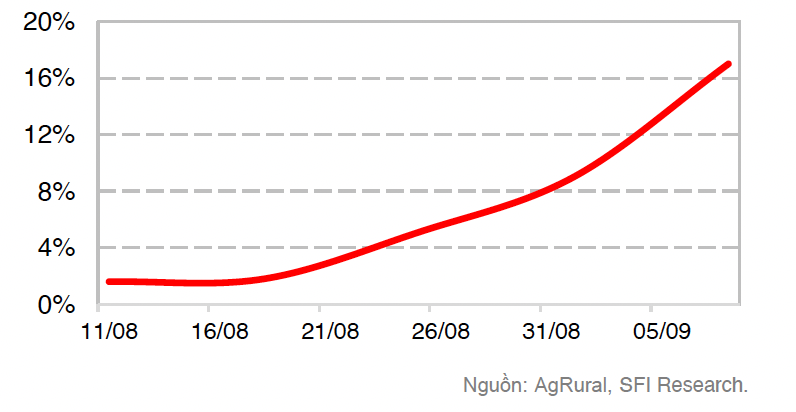 Tiến độ trồng ngô Brazil