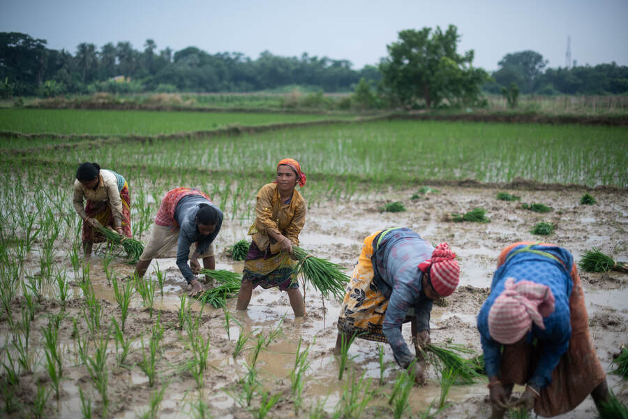 Giá gạo Ấn Độ