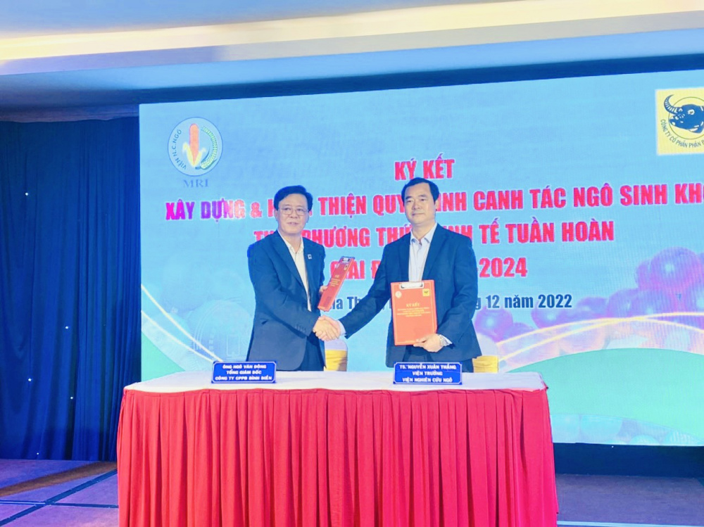 Xây dựng và hoàn thiện quy trình canh tác ngô sinh khối  theo mô hình kinh tế tuần hoàn