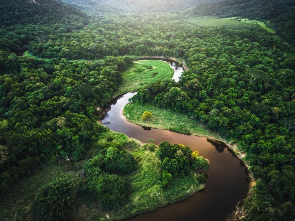 Rừng tự nhiên