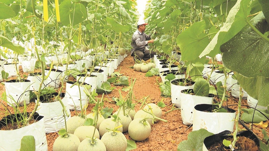 chuỗi cung ứng nông sản
