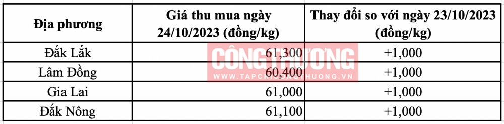 Giá cà phê hôm nay 24/10: Trong nước và thế giới tiếp tục tăng