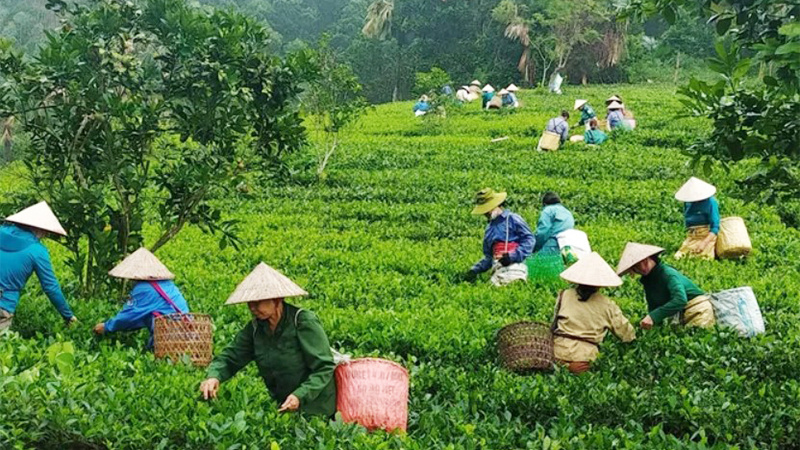 Cwin800 hàng ngàn khuyến mãi