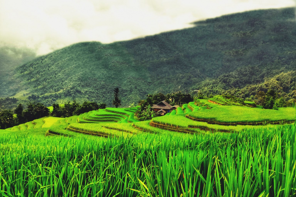 Khuổi My vào mùa lúa chín