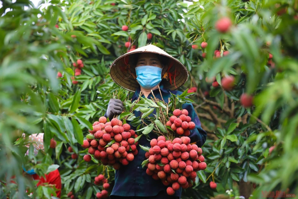 vải lục ngạn