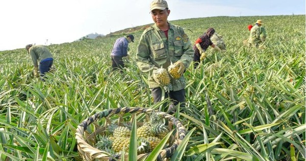 dua thanh hoa