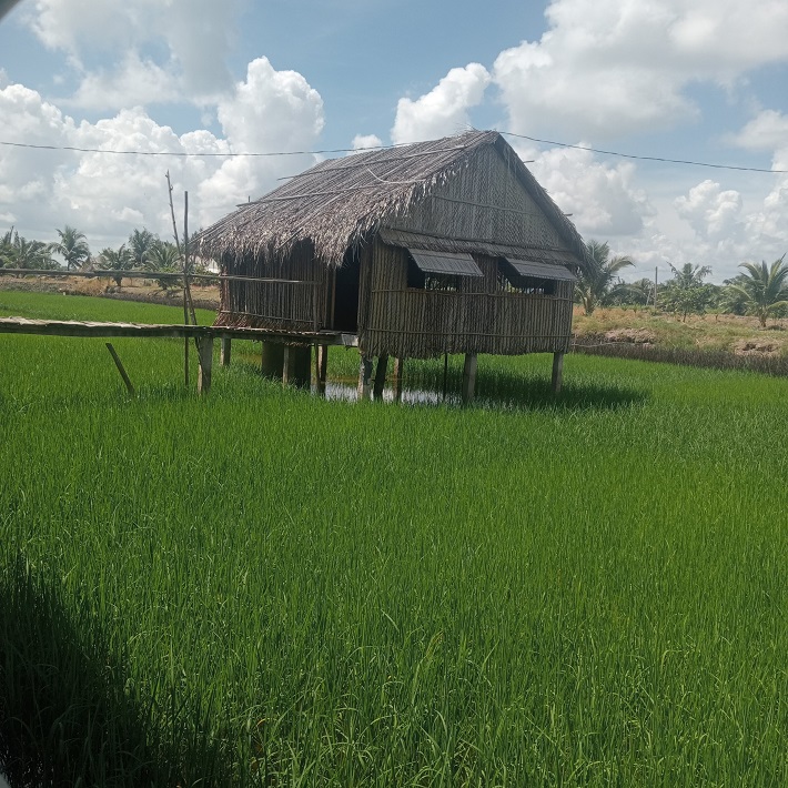 Vườn dừa út Thảo