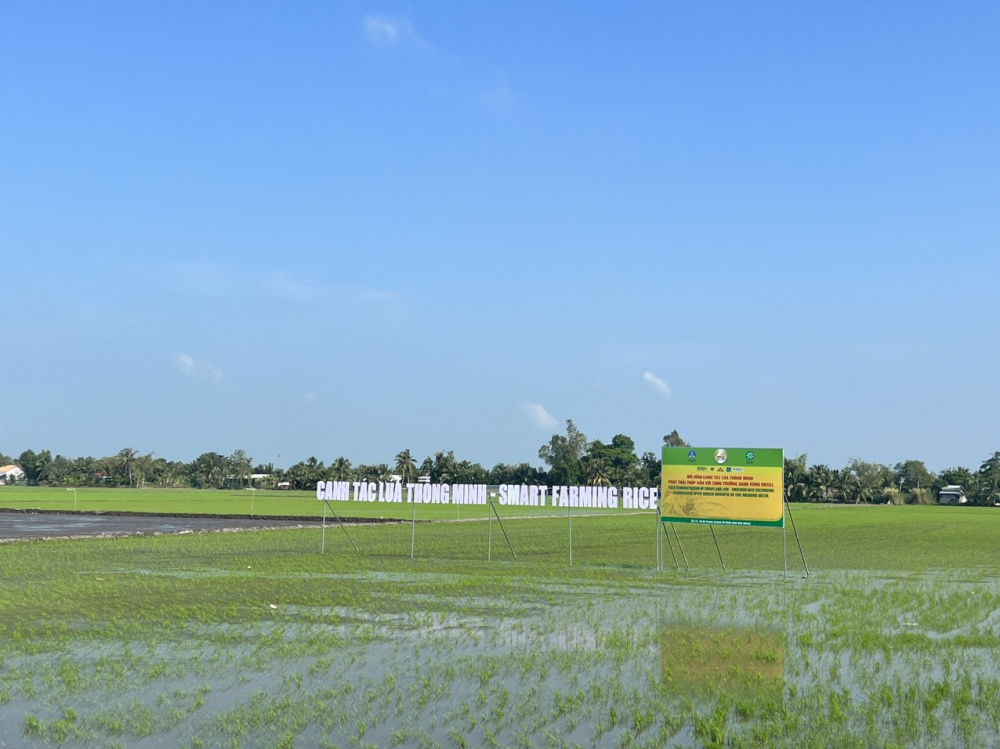 đề án lúa
