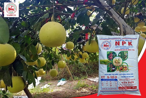 bưởi