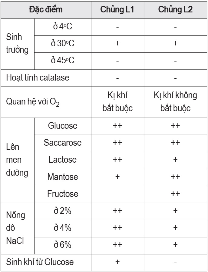 dưa muối