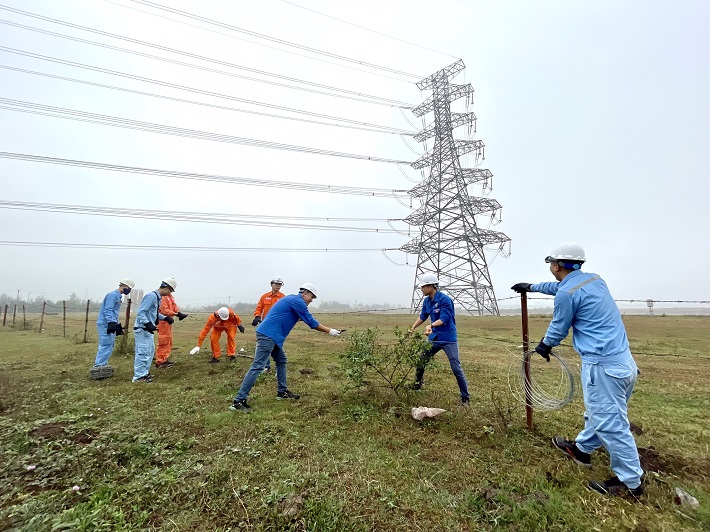 Gia cố hàng rào dây thép gai.  