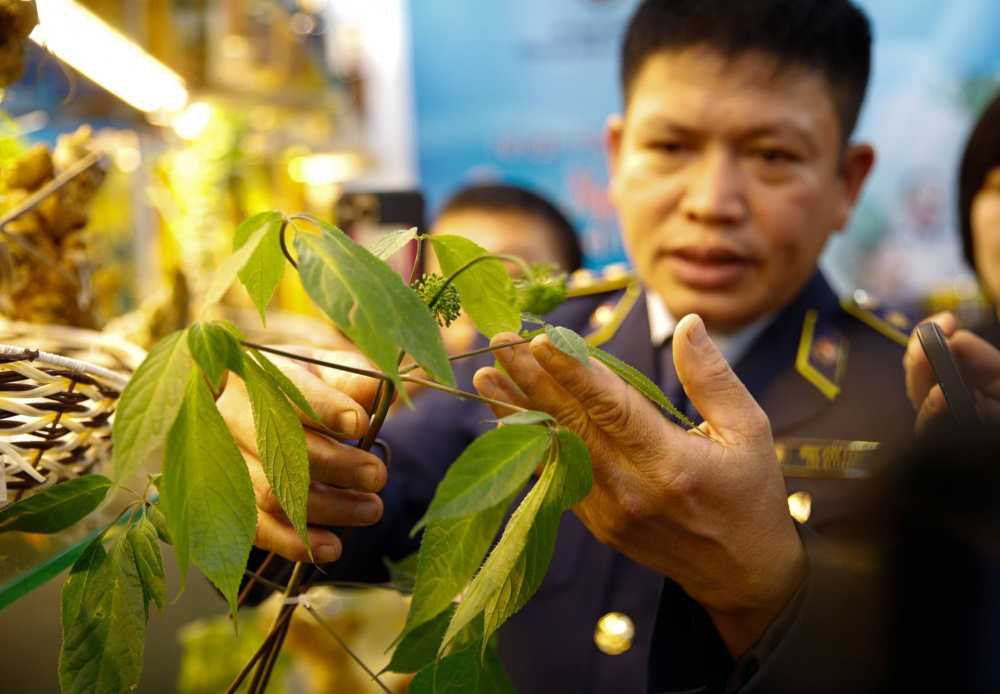 sâm Ngọc Linh