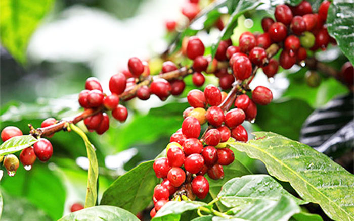 Giá cà phê trong nước và thế giới cùng xu hướng tăng