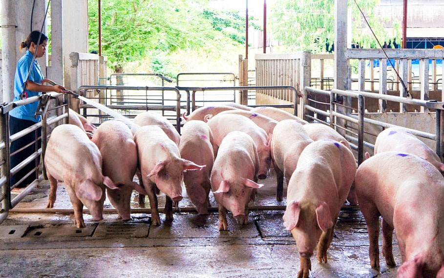 Giá lợn hơi trong nước tiếp tục ghi nhận tín hiệu tốt