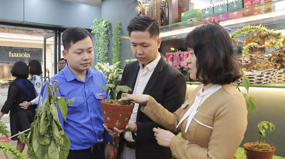 Thanh niên Quản lý thị trường cùng nhau nhận diện đúng sâm Ngọc Linh