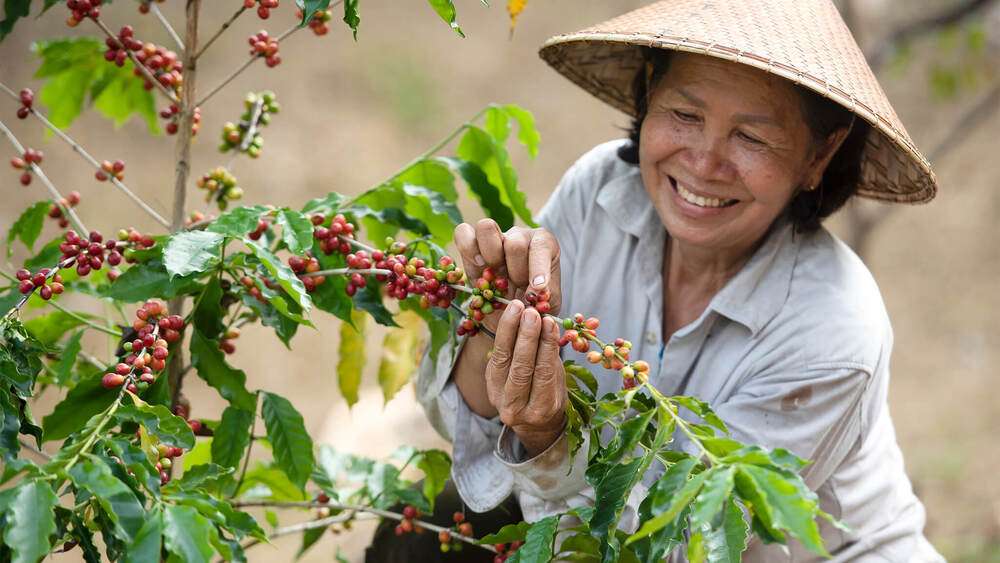 Giá cà phê trong nước tăng nhẹ