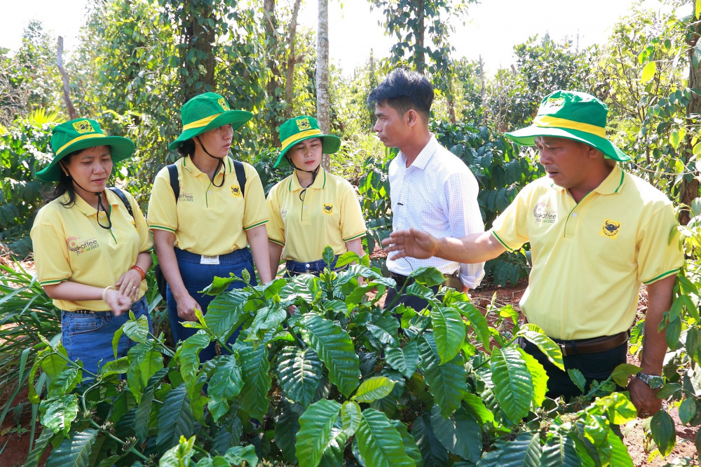 canh tác cà phê
