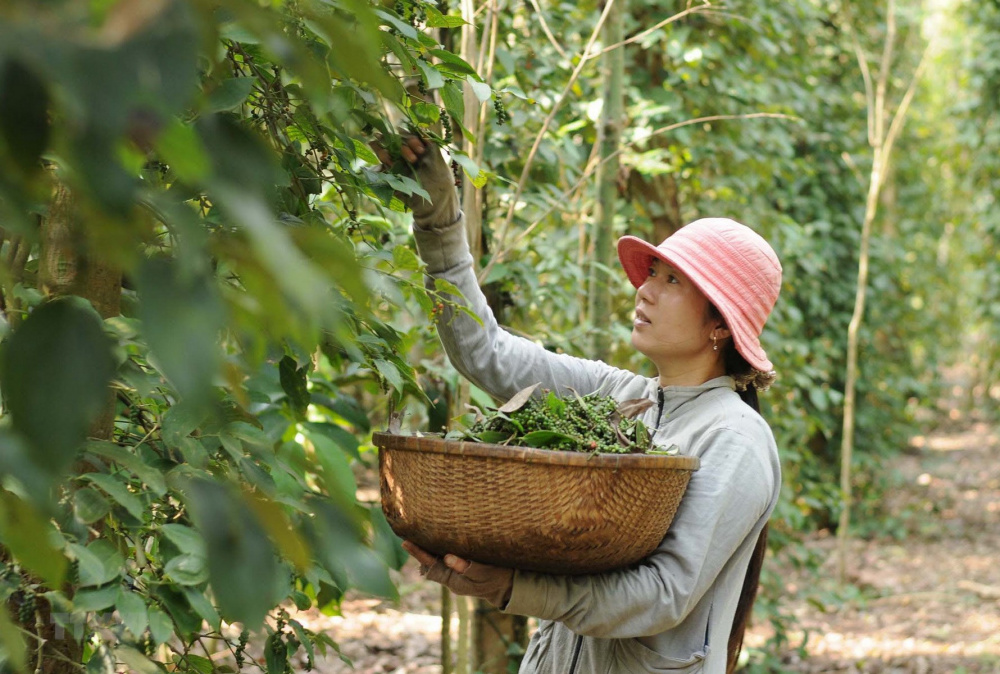 Giá tiêu trong nước tăng nhẹ