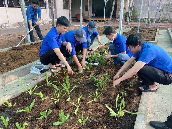 Vườn rau thanh niên Vinataba