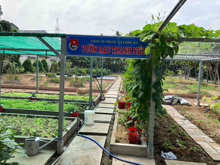 Vườn rau thanh niên Vinataba
