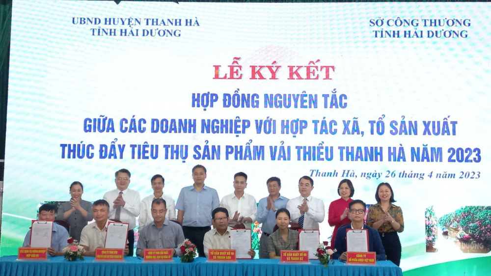 Vải thiều Thanh Hà