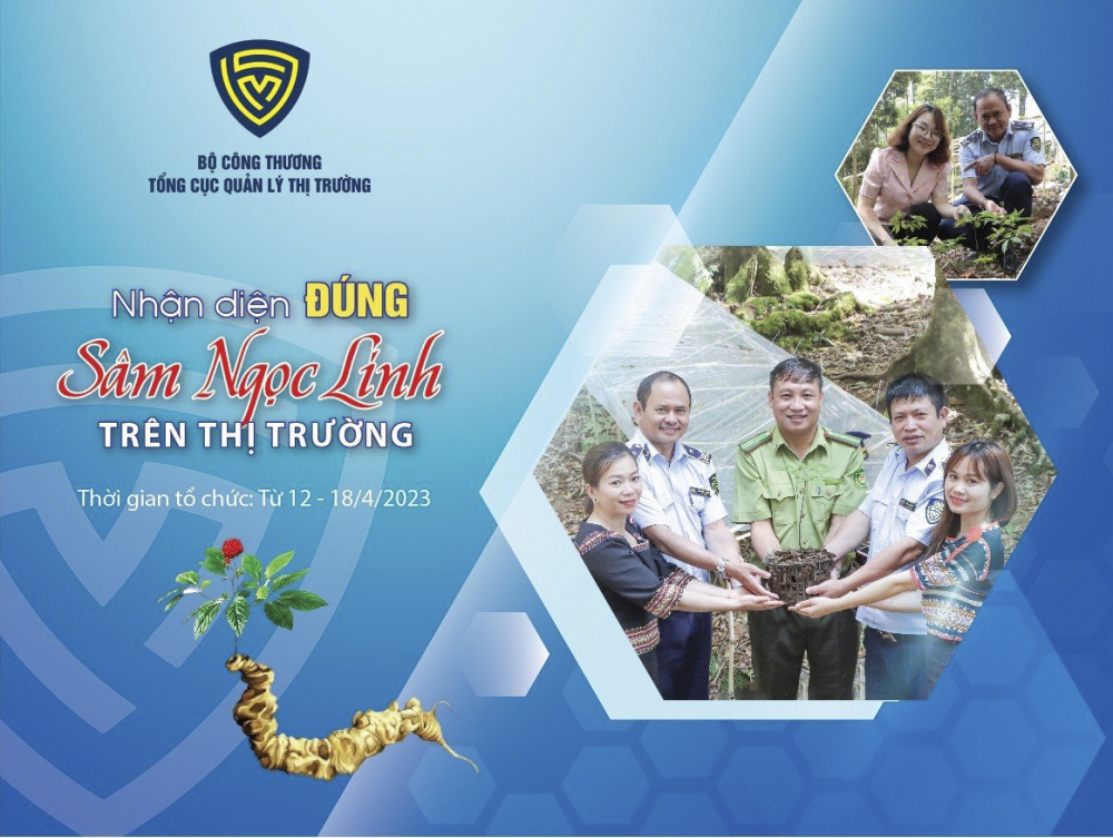 nhận diện đúng sâm Ngọc Linh 